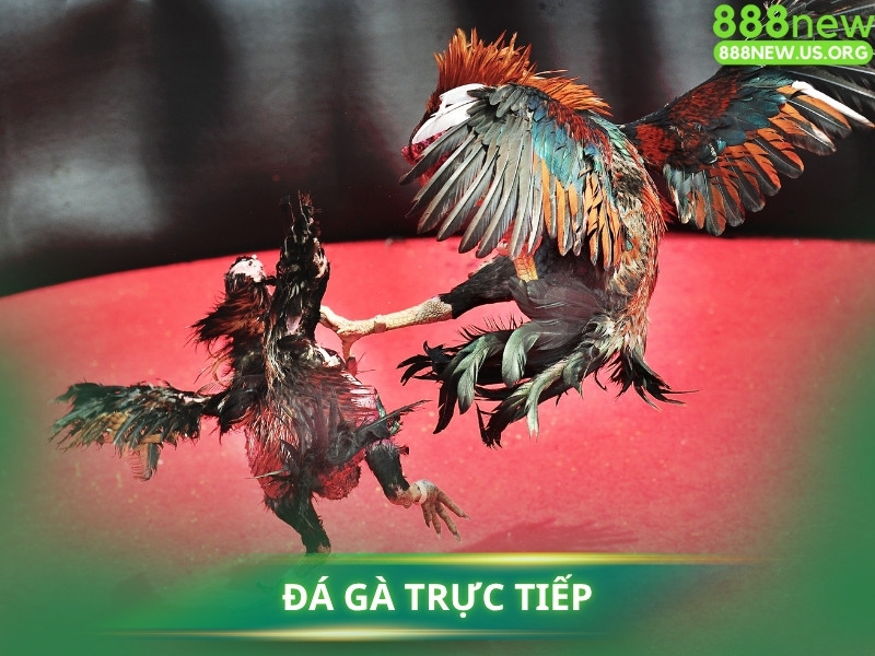 Tại sao "Đá gà trực tiếp" lại "Gây Nghiện"?